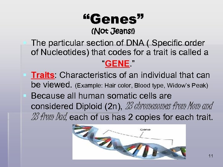 “Genes” (Not Jeans!) § The particular section of DNA ( Specific order of Nucleotides)