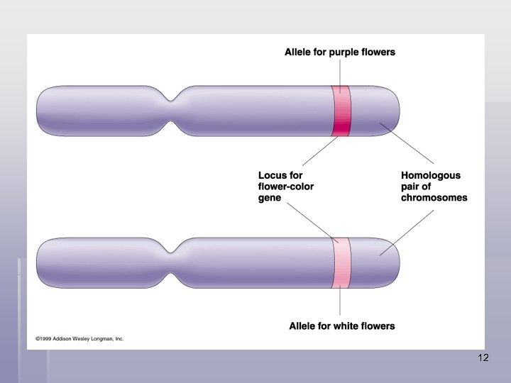 “Alleles” § Alternative (different) forms of a trait, and therefore Genes, are called Alleles.