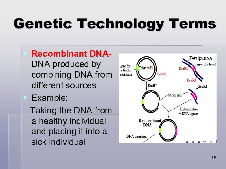 Genetic Technology Terms § Recombinant DNADNA produced by combining DNA from different sources §