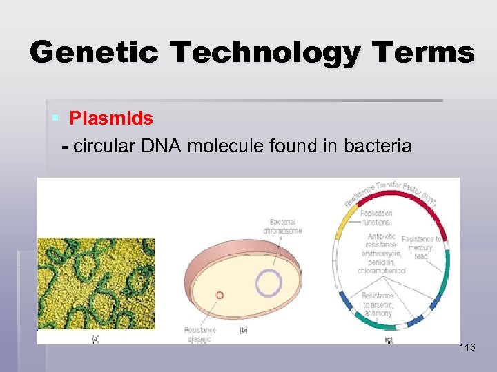 Genetic Technology Terms § Plasmids - circular DNA molecule found in bacteria 116 