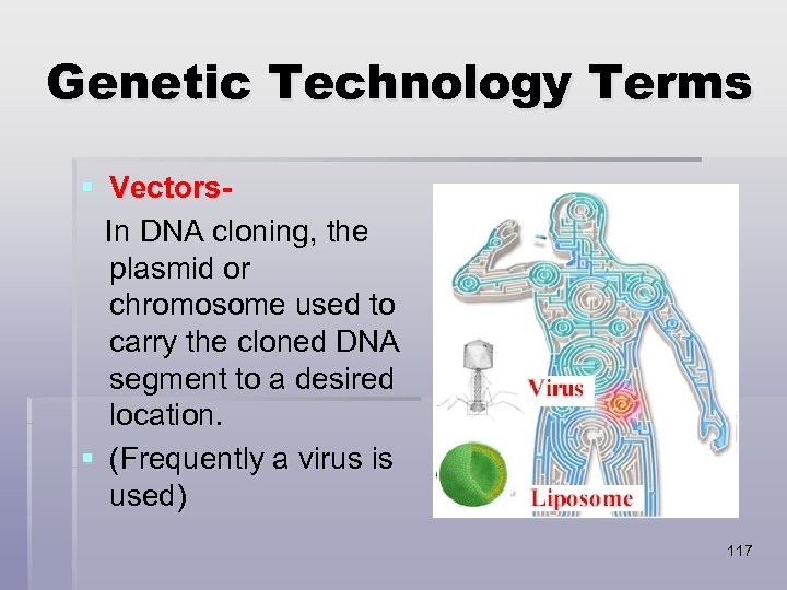 Genetic Technology Terms § Vectors. In DNA cloning, the plasmid or chromosome used to