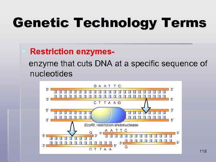 Genetic Technology Terms § Restriction enzymesenzyme that cuts DNA at a specific sequence of
