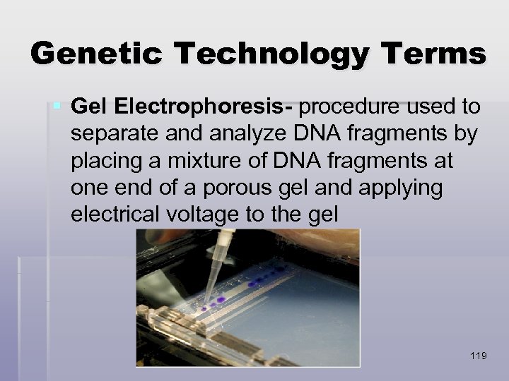 Genetic Technology Terms § Gel Electrophoresis- procedure used to separate and analyze DNA fragments