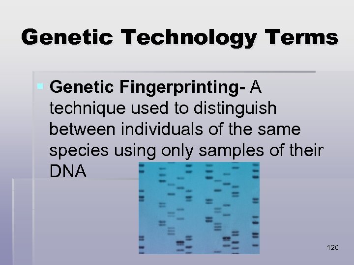 Genetic Technology Terms § Genetic Fingerprinting- A technique used to distinguish between individuals of