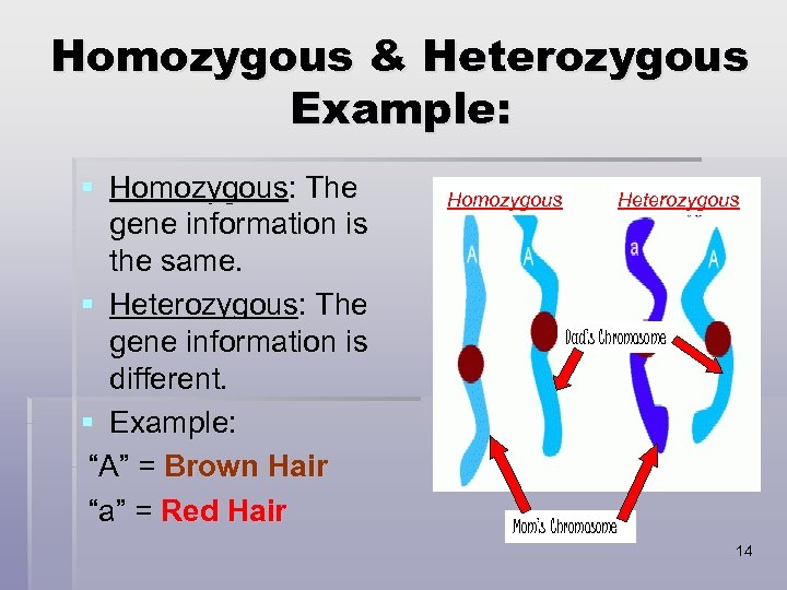 Homozygous & Heterozygous Example: § Homozygous: The gene information is the same. § Heterozygous:
