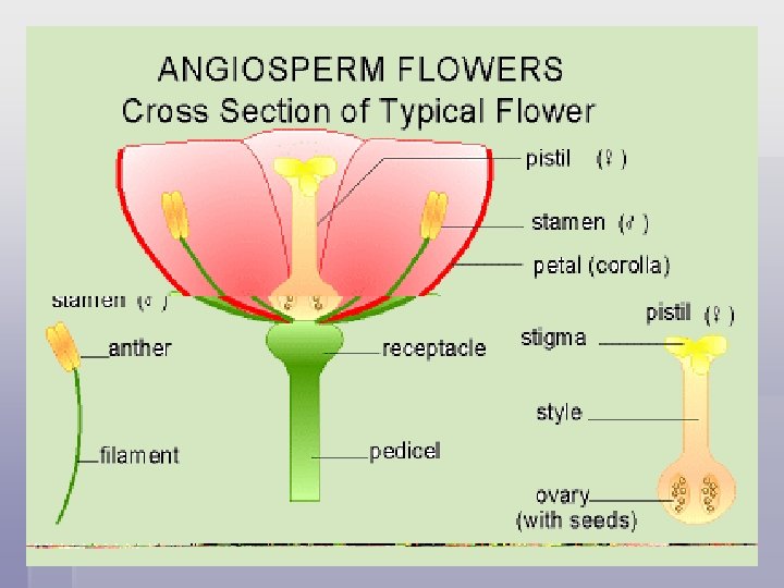 Pea Plants Garden peas: § Like many plants, peas use parts of their flowers