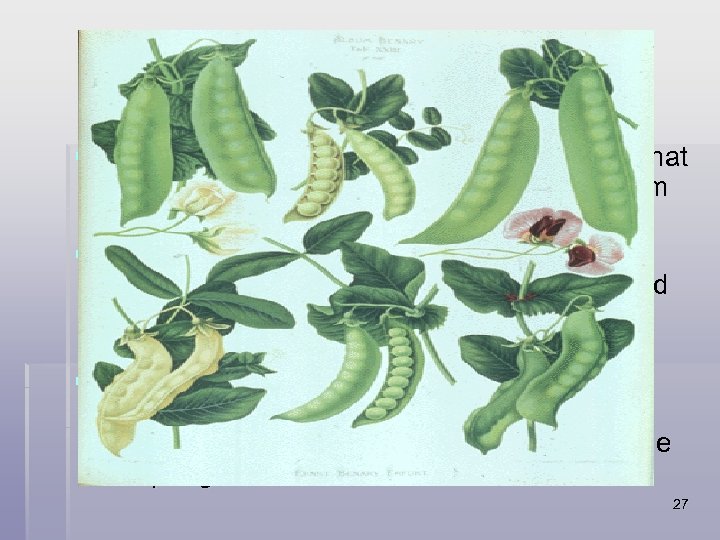 Mendel’s Experimental Design § Mendel took several varieties of Pea plants that had differing