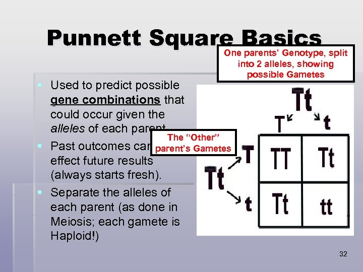 Punnett Square Basics split One parents’ Genotype, § Used to predict possible gene combinations