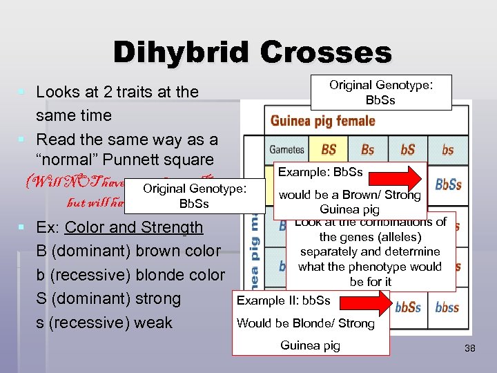 Dihybrid Crosses § Looks at 2 traits at the same time § Read the
