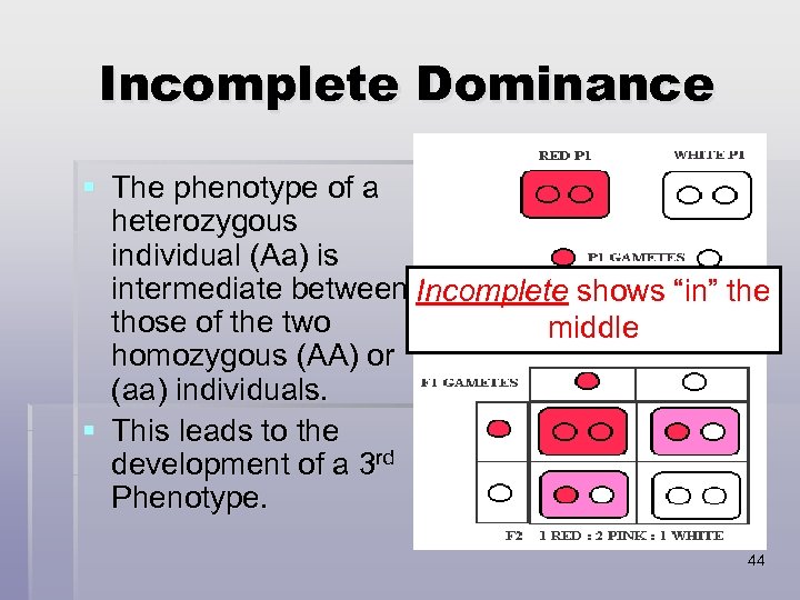 Incomplete Dominance § The phenotype of a heterozygous individual (Aa) is intermediate between Incomplete