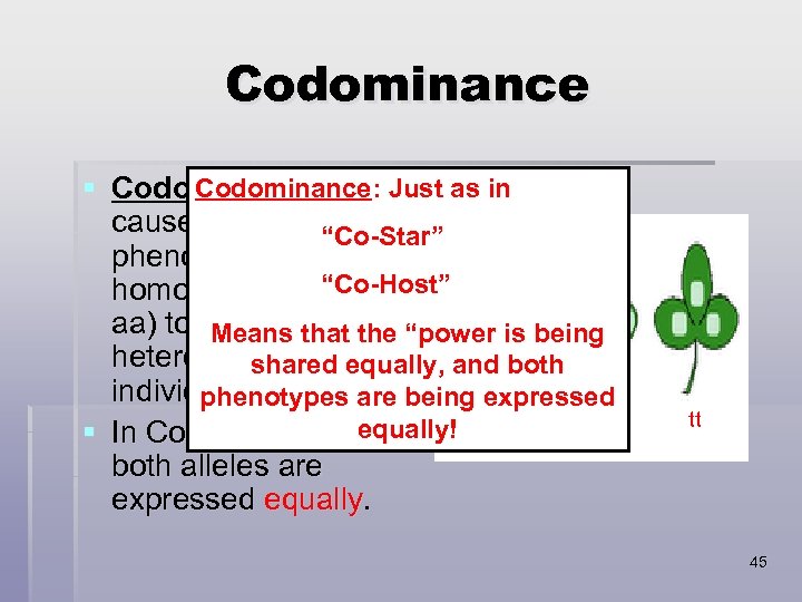 Codominance: § Codominant alleles. Just as in cause the “Co-Star” phenotypes of both “Co-Host”