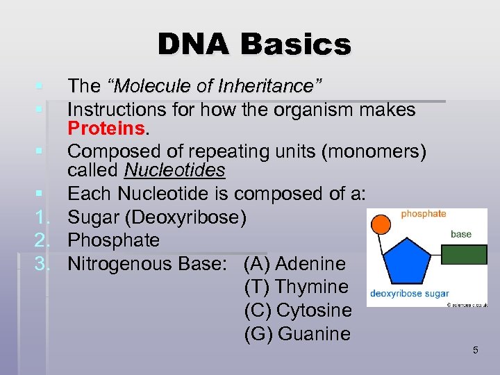DNA Basics § § 1. 2. 3. The “Molecule of Inheritance” Instructions for how