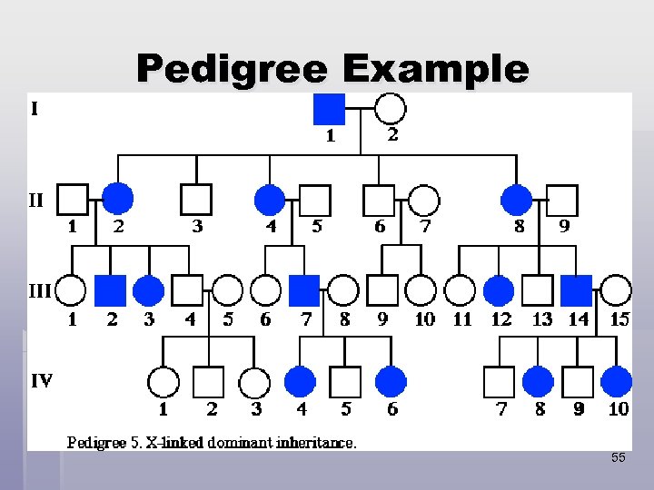 Pedigree Example 55 