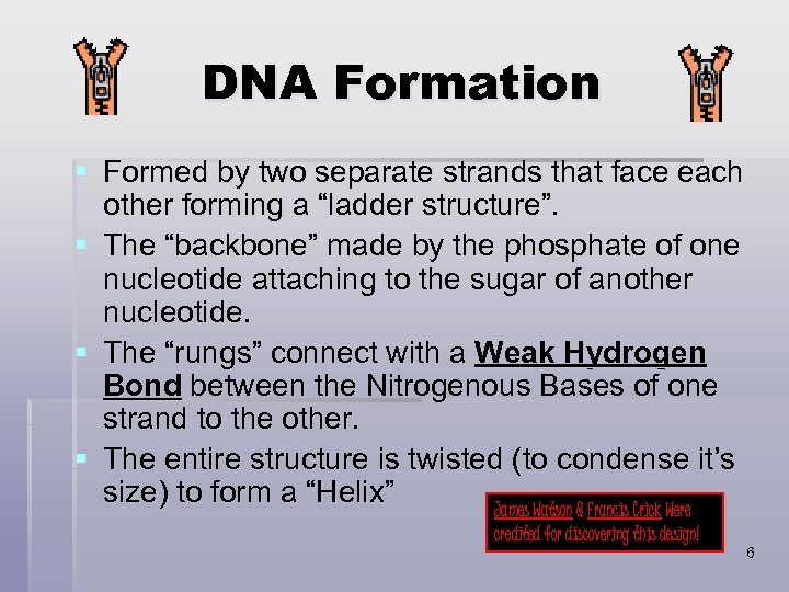 DNA Formation § Formed by two separate strands that face each other forming a
