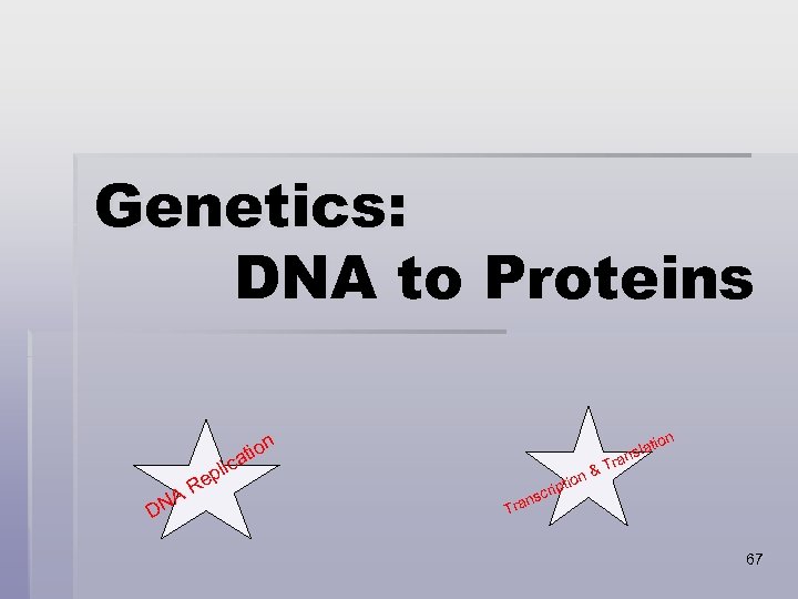 Genetics: DNA to Proteins n tio ca pli DN Re A on lati ns
