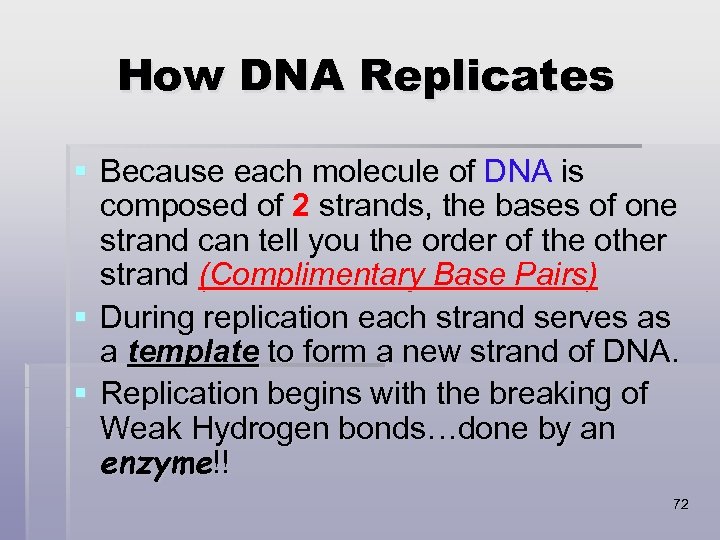 How DNA Replicates § Because each molecule of DNA is composed of 2 strands,