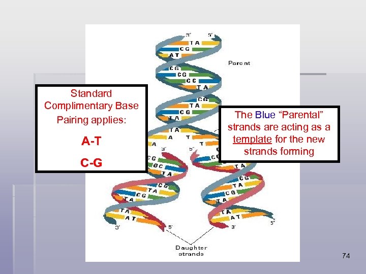 Standard Complimentary Base Pairing applies: A-T C-G The Blue “Parental” strands are acting as
