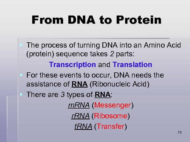 From DNA to Protein § The process of turning DNA into an Amino Acid