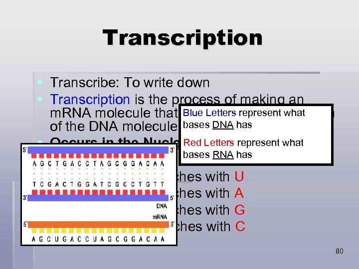 Transcription § Transcribe: To write down § Transcription is the process of making an