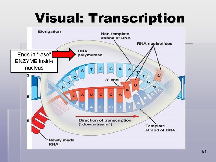 Visual: Transcription Ends in “-ase” ENZYME inside nucleus 81 