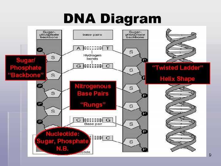 DNA Diagram Sugar/ Phosphate “Backbone” “Twisted Ladder” Helix Shape Nitrogenous Base Pairs “Rungs” Nucleotide: