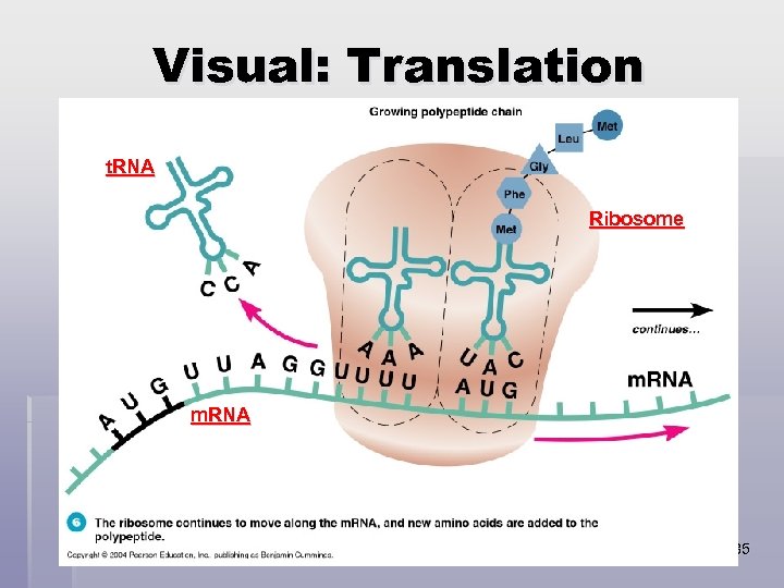 Visual: Translation t. RNA Ribosome m. RNA 85 