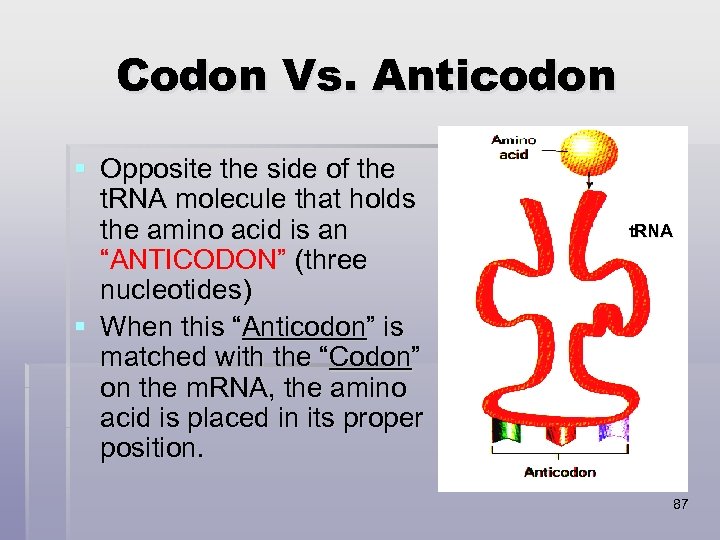 Codon Vs. Anticodon § Opposite the side of the t. RNA molecule that holds