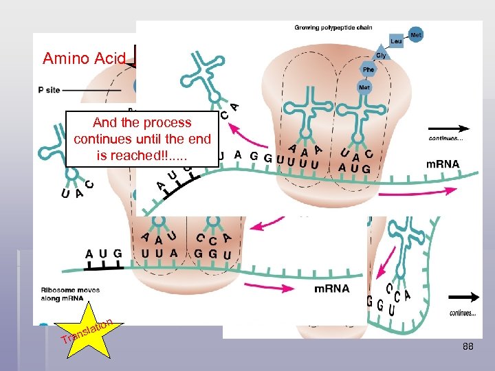 Peptide Bond forming in-between t. RNA Amino Acids Amino Acid And the process continues