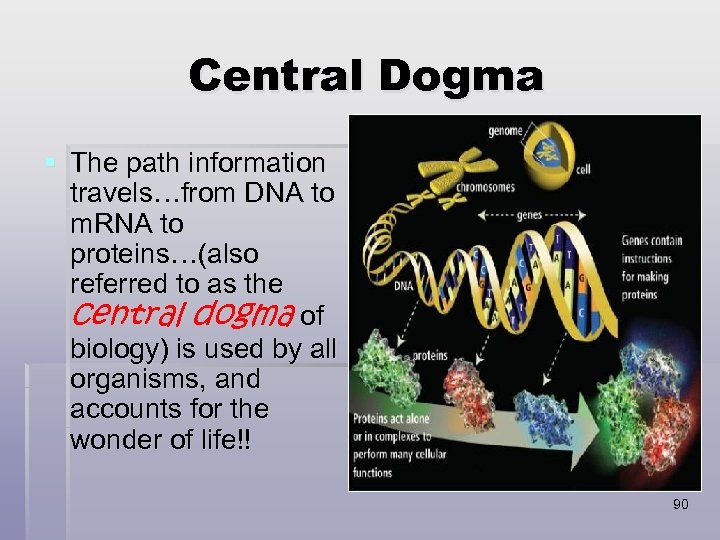 Central Dogma § The path information travels…from DNA to m. RNA to proteins…(also referred
