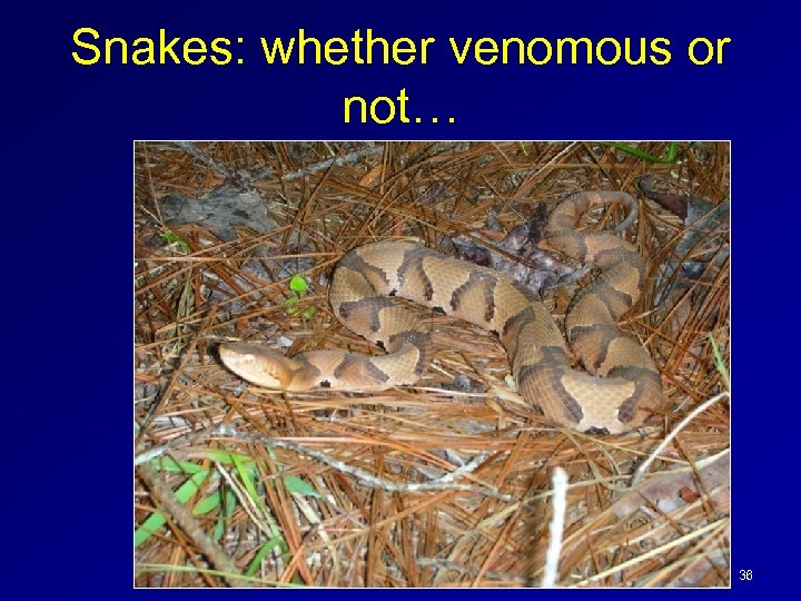 Snakes: whether venomous or not… Surprise! 36 