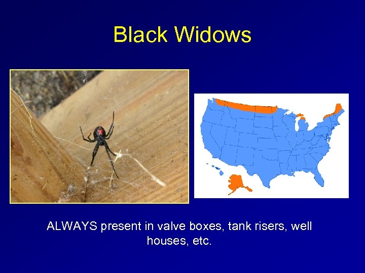 Black Widows ALWAYS present in valve boxes, tank risers, well houses, etc. 