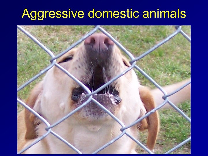 Aggressive domestic animals 