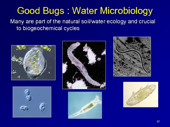 Good Bugs : Water Microbiology Many are part of the natural soil/water ecology and