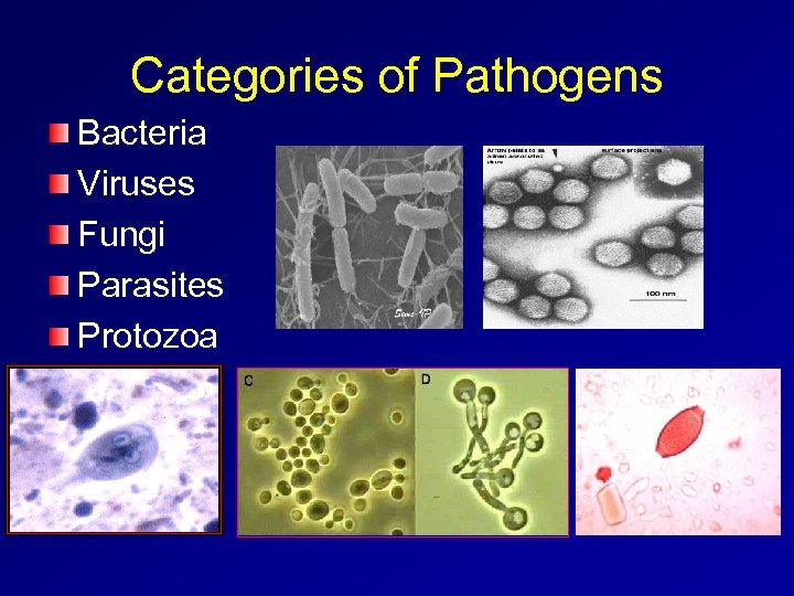 Categories of Pathogens Bacteria Viruses Fungi Parasites Protozoa 
