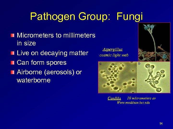 Pathogen Group: Fungi Micrometers to millimeters in size Live on decaying matter Can form