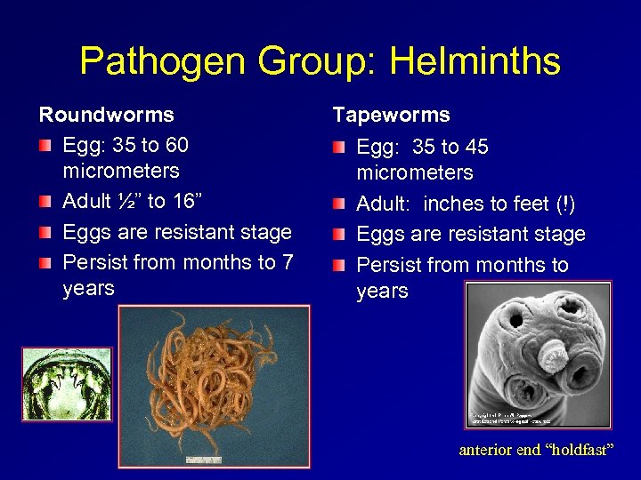 Pathogen Group: Helminths Roundworms Egg: 35 to 60 micrometers Adult ½” to 16” Eggs