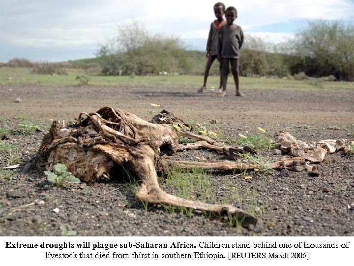 Extreme droughts will plague sub-Saharan Africa. Children stand behind one of thousands of livestock