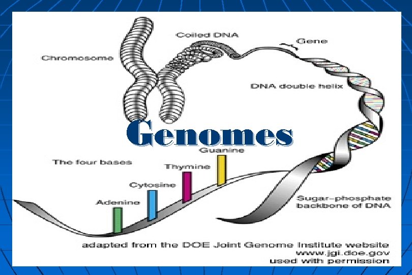 Genomes 