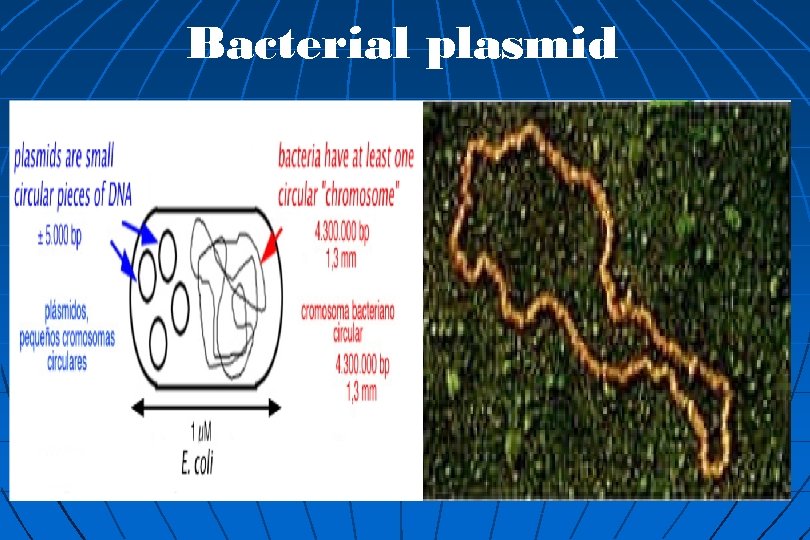 Bacterial plasmid 