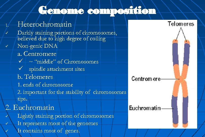 Genome composition 1. ü ü Heterochromatin Darkly staining portions of chromosomes, believed due to