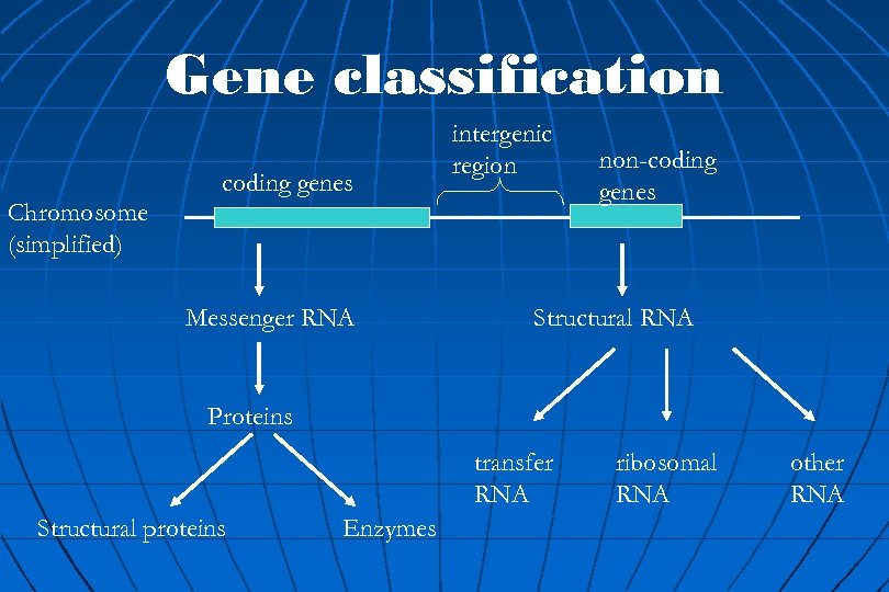 Gene classification Chromosome (simplified) coding genes Messenger RNA intergenic region non-coding genes Structural RNA