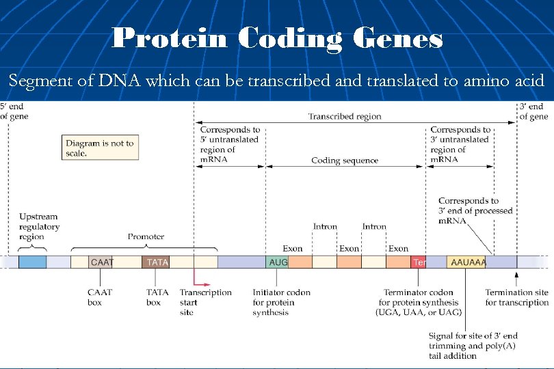 Protein Coding Genes Segment of DNA which can be transcribed and translated to amino