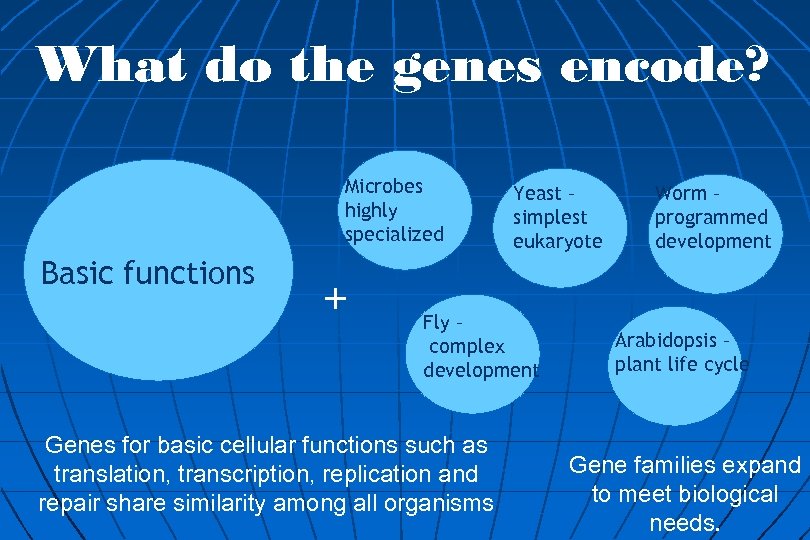 What do the genes encode? Microbes highly specialized Basic functions + Yeast – simplest