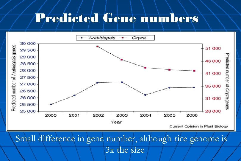 Predicted Gene numbers Small difference in gene number, although rice genome is 3 x