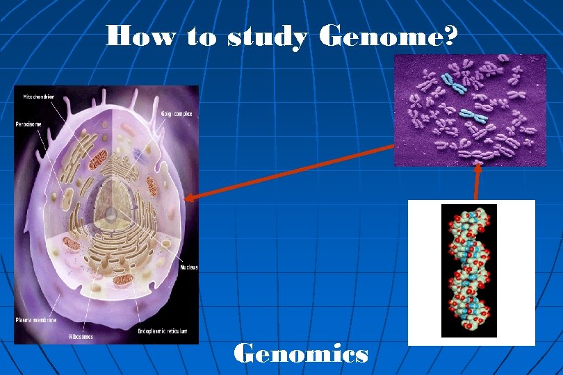 How to study Genome? Genomics 