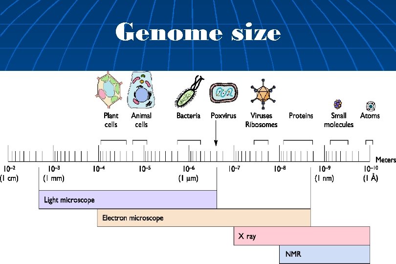 Genome size 