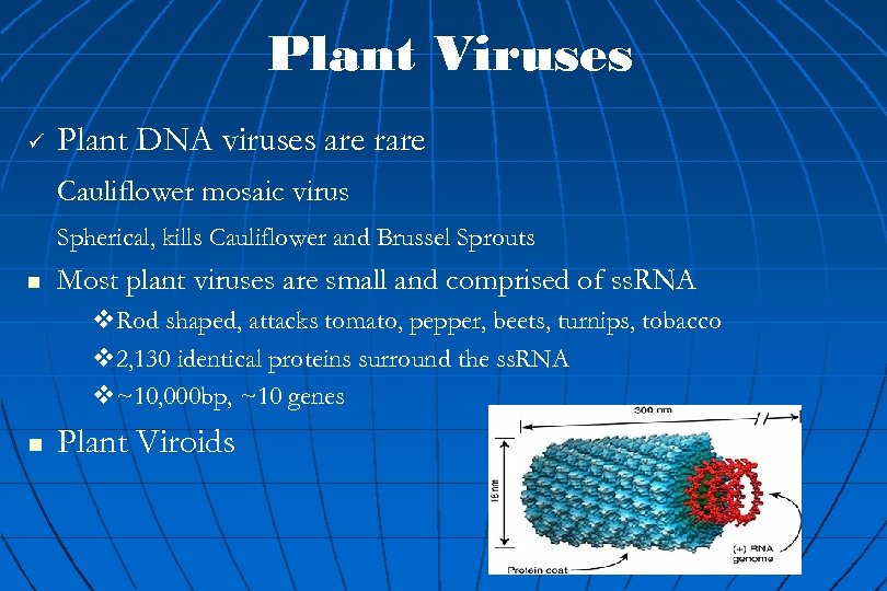 Plant Viruses ü Plant DNA viruses are rare Cauliflower mosaic virus Spherical, kills Cauliflower