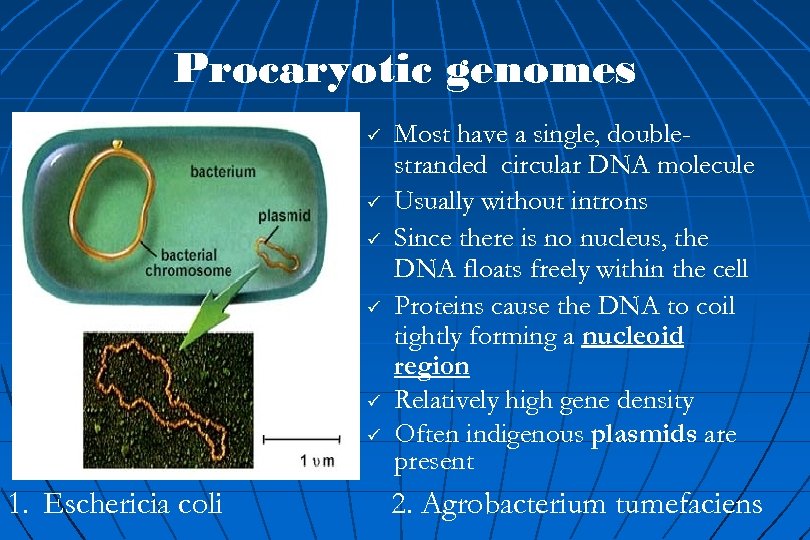 Procaryotic genomes ü ü ü 1. Eschericia coli Most have a single, doublestranded circular