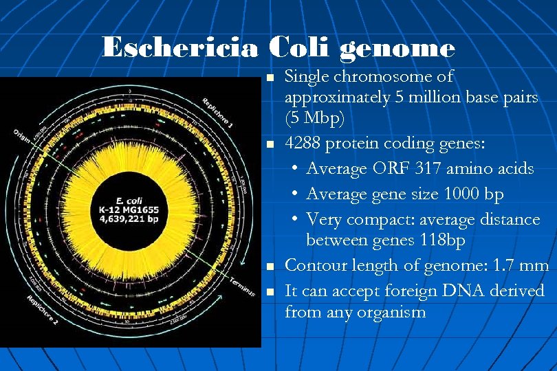 Eschericia Coli genome n n Single chromosome of approximately 5 million base pairs (5