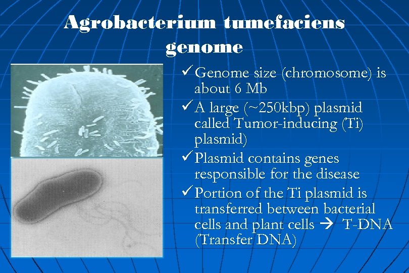 Agrobacterium tumefaciens genome ü Genome size (chromosome) is about 6 Mb ü A large